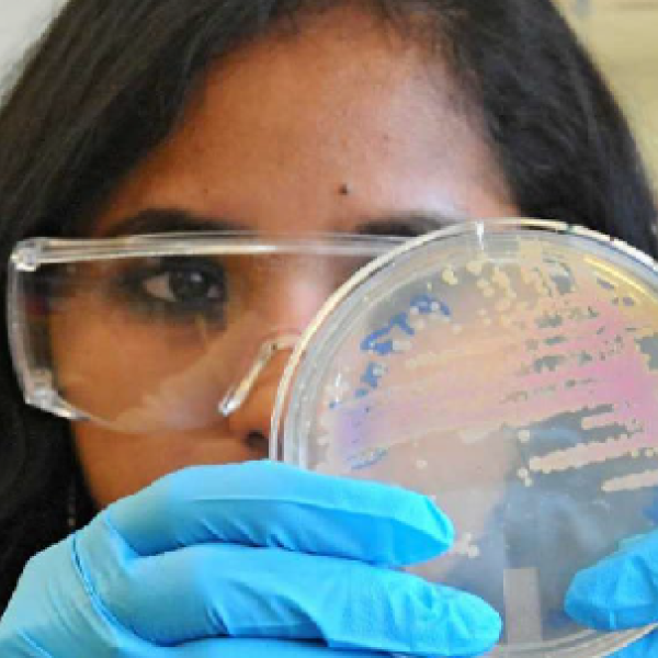 Close-up of a person wearing safety goggles and blue laboratory gloves closely examining a clear petri dish holding microbial growth..