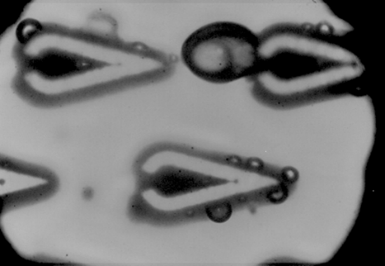 Piranha Pin Fins Flow Boiling