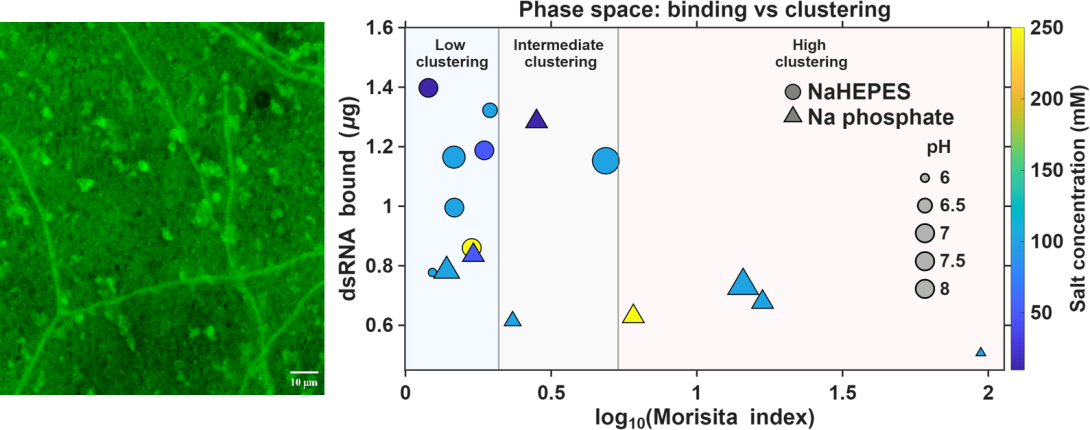 Peptide Ligand Grafting and Optimization