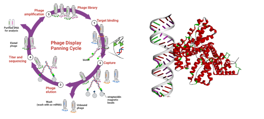 Peptide-Ligand Interaction Discovery
