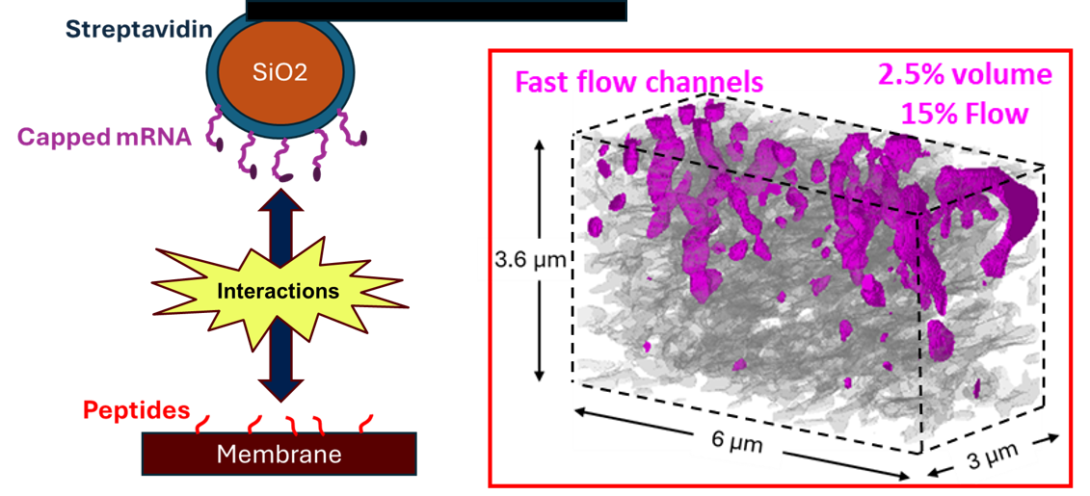 Intermolecular Forces and Transport in Membranes